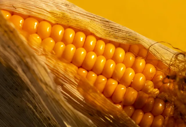 Close-up of corn kernels, the base grain in every mash bill on this page